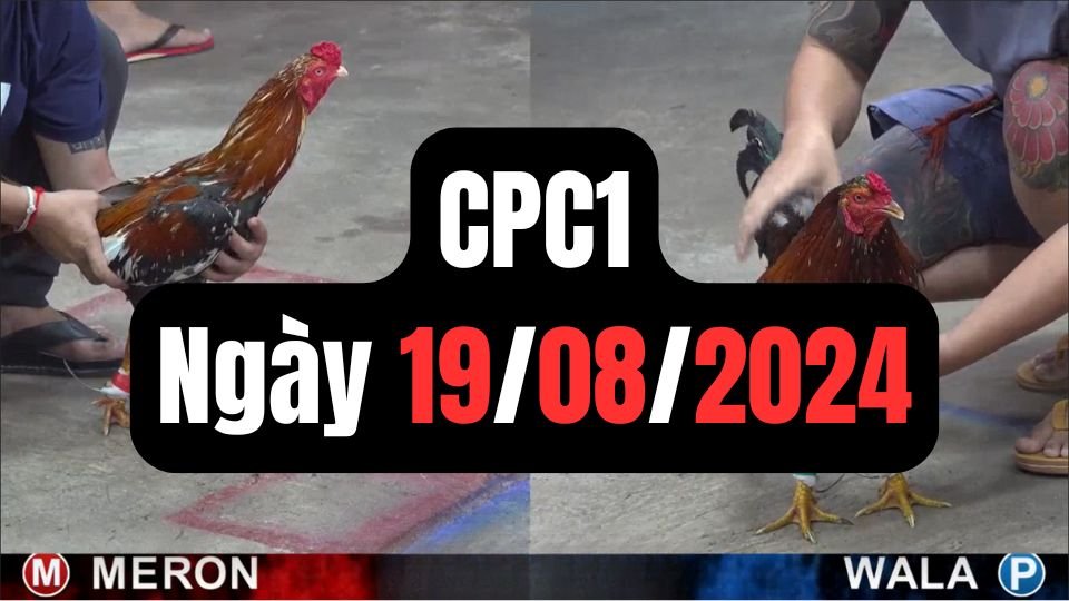 Xem đá gà thomo hôm nay sảnh CPC1 ngày 19/08/2024