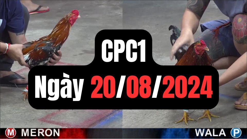 Xem đá gà thomo hôm nay sảnh CPC1 ngày 20/08/2024