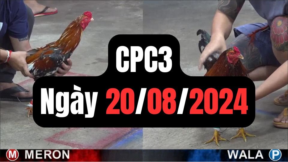 Xem đá gà thomo hôm nay sảnh CPC3 ngày 20/08/2024