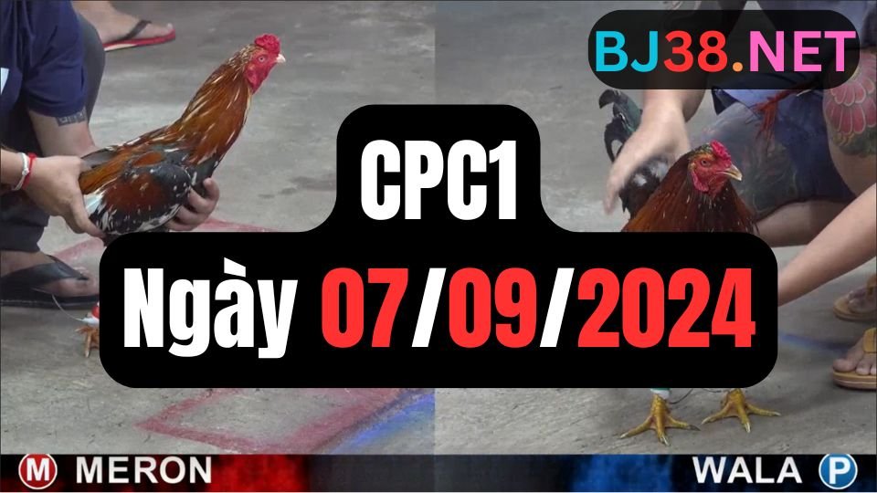 Xem đá gà thomo hôm nay sảnh CPC1 ngày 07/09/2024