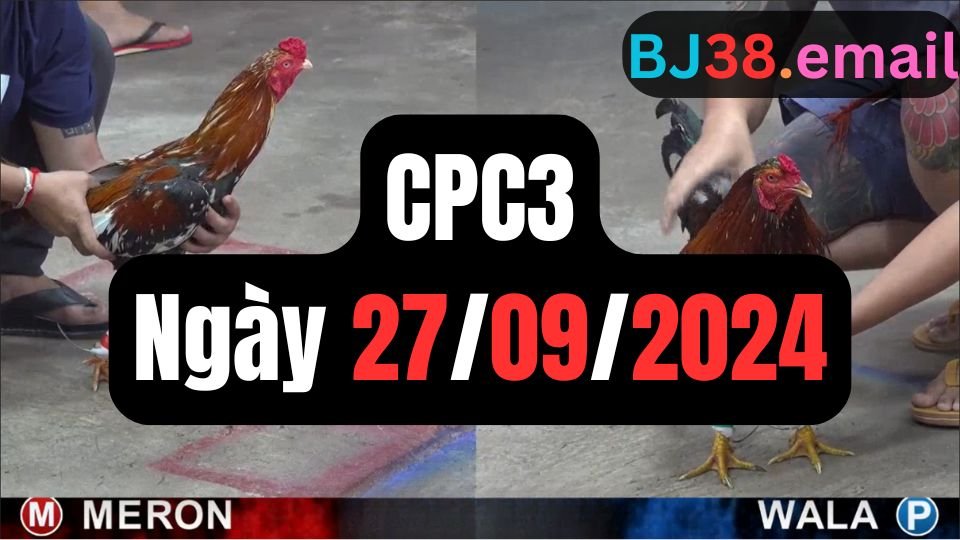 Xem đá gà thomo hôm nay sảnh CPC3 ngày 27/09/2024