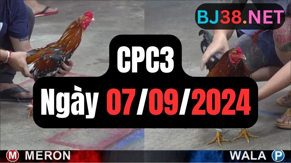 Xem đá gà thomo hôm nay sảnh CPC3 ngày 07/09/2024