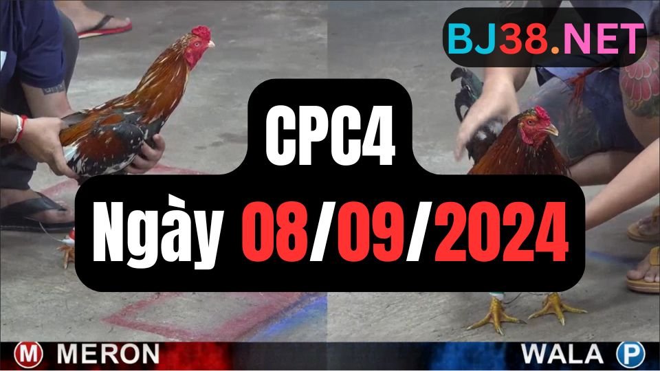 Xem đá gà thomo hôm nay sảnh CPC4 ngày 08/09/2024