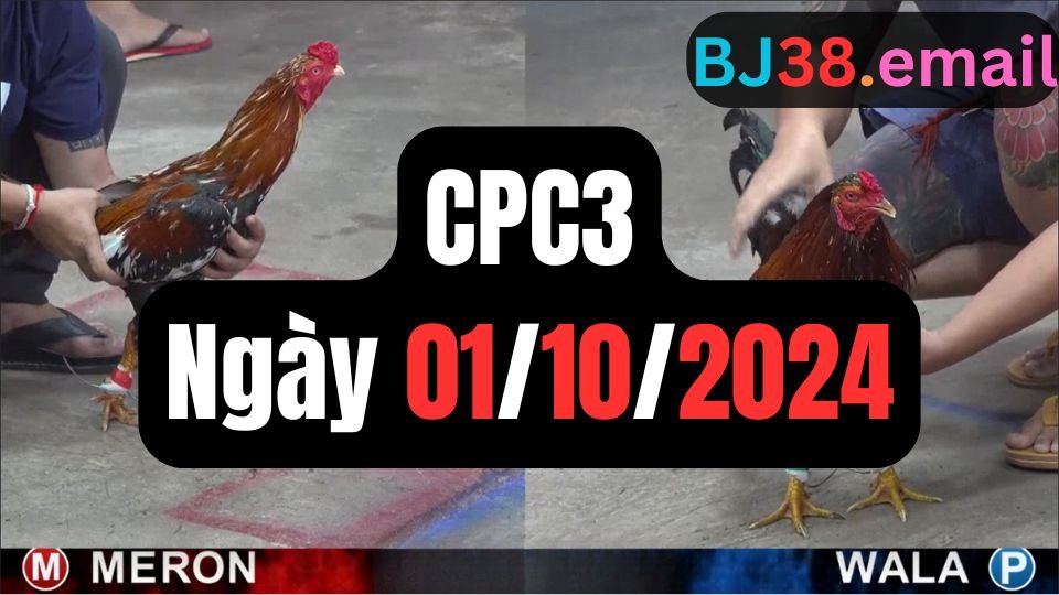 Xem đá gà thomo hôm nay sảnh CPC3 ngày 01/10/2024