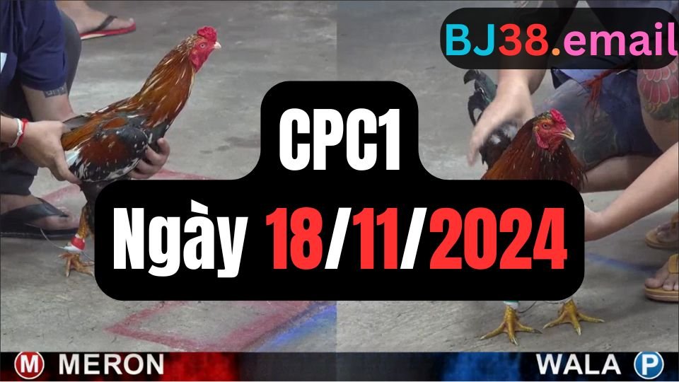 Xem đá gà thomo hôm nay sảnh CPC1 ngày 18/11/2024