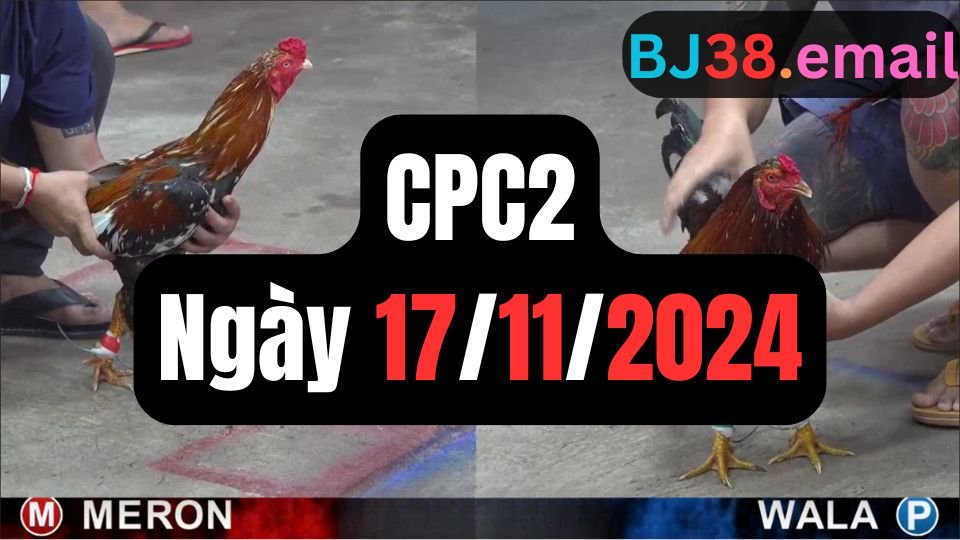 Xem đá gà thomo hôm nay sảnh CPC2 ngày 17/11/2024