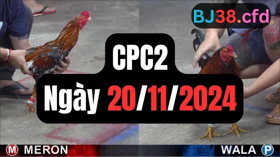 Xem đá gà thomo hôm nay sảnh CPC2 ngày 20/11/2024