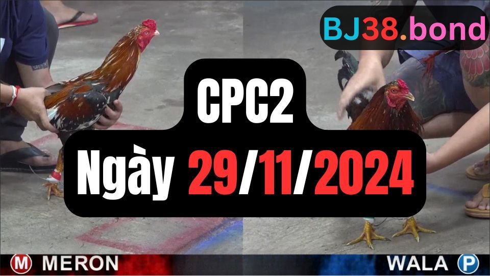 Xem đá gà thomo hôm nay sảnh CPC2 ngày 29/11/2024