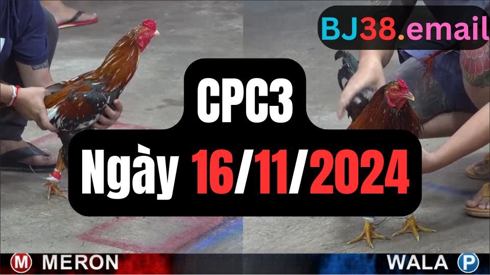 Xem đá gà thomo hôm nay sảnh CPC3 ngày 16/11/2024