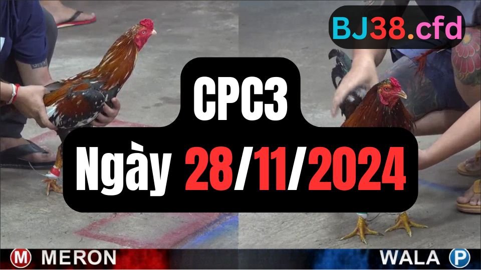Xem đá gà thomo hôm nay sảnh CPC3 ngày 28/11/2024