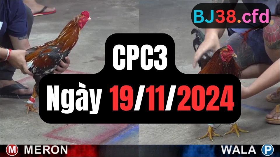 Xem đá gà thomo hôm nay sảnh CPC3 ngày 19/11/2024