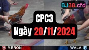 Xem đá gà thomo hôm nay sảnh CPC3 ngày 20/11/2024