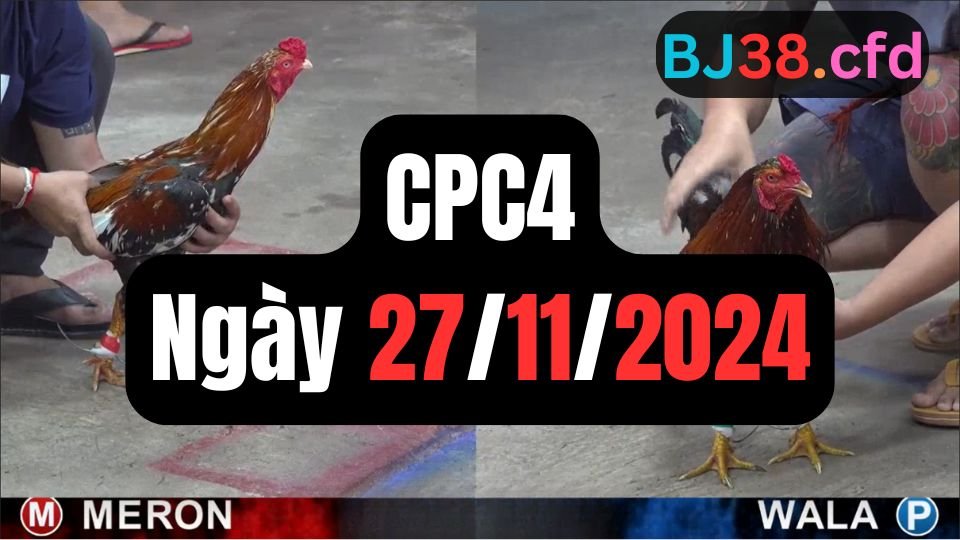 Xem đá gà thomo hôm nay sảnh CPC4 ngày 27/11/2024