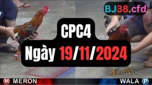 Xem đá gà thomo hôm nay sảnh CPC4 ngày 19/11/2024