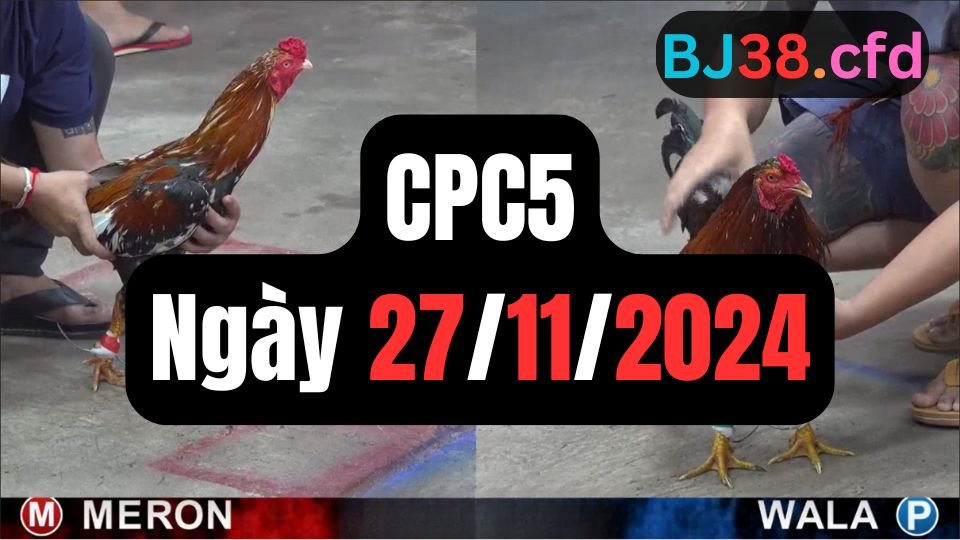 Xem đá gà thomo hôm nay sảnh CPC5 ngày 27/11/2024