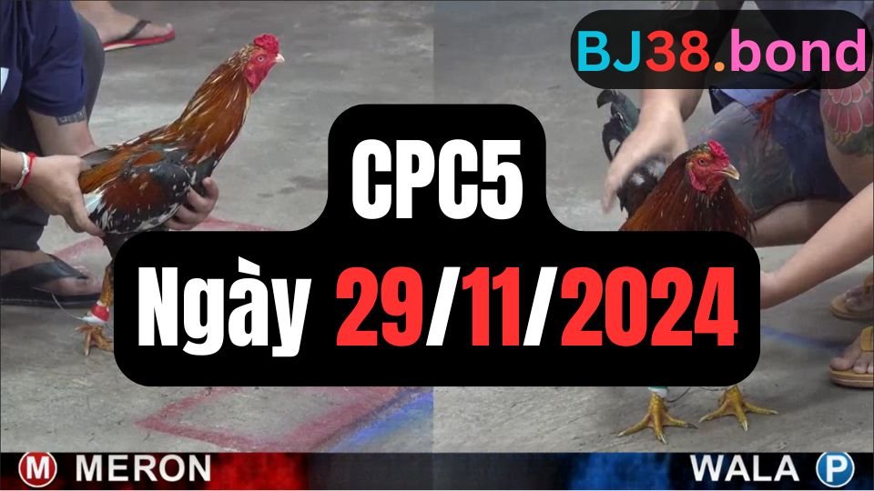 Xem đá gà thomo hôm nay sảnh CPC5 ngày 29/11/2024