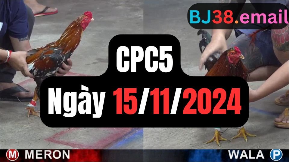 Xem đá gà thomo hôm nay sảnh CPC5 ngày 15/11/2024